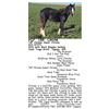 Image 1 : TGF Chrome Sweet Chrome