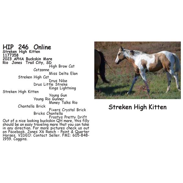 Streken High Kitten