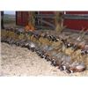 Image 2 : SOUTH DAKOTA PHEASANT HUNT - $4,500