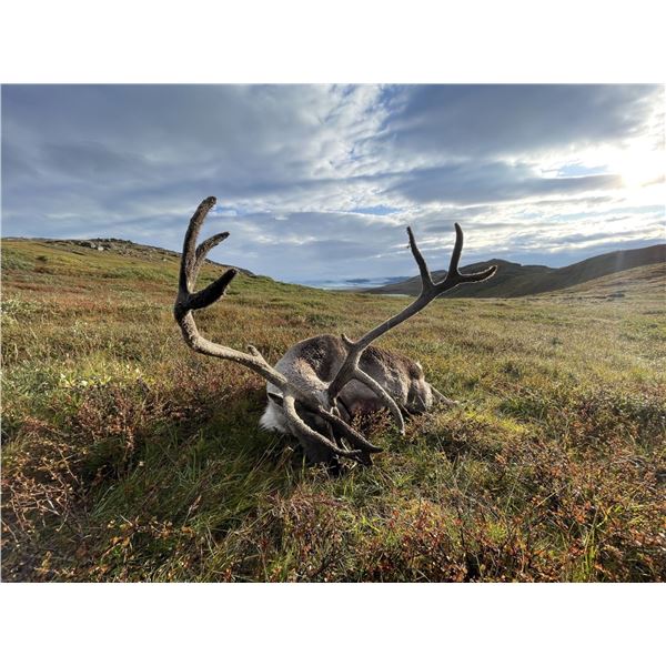 CARIBOU HUNT FOR 1 HUNTER - $11,000