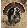 Image 1 : MEXICO GOULDS TURKEY HUNT FOR 2 HUNTERS- $6,400 / EXHIBITOR