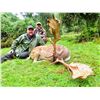Image 2 : NEW ZEALAND FALLOW BUCK HUNT FOR 2 HUNTERS - $5,000