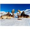 Image 3 : NEW ZEALAND FALLOW BUCK HUNT FOR 2 HUNTERS - $5,000