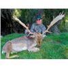 Image 4 : NEW ZEALAND FALLOW BUCK HUNT FOR 2 HUNTERS - $5,000