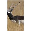 Image 2 : Blackbuck - 6 Days for 4 Hunters & 4 Non-Hunters - Argentina - Terra Pampa Lodge