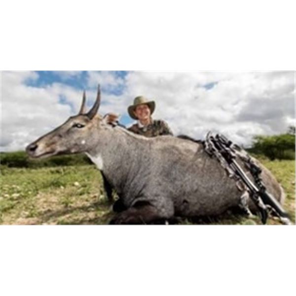 3 Day Blue Nilgai Bull Hunt