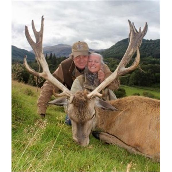 Red Stag Hunt in Scotland