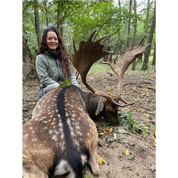 Fallow Deer with Wild Instincts in Hungary