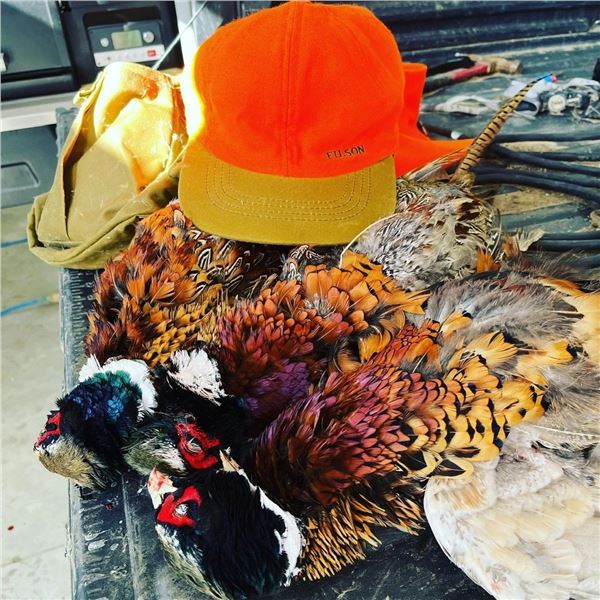 2 Person 3 day  South Dakota Pheasant Hunt with Safari Unlimited 2024- 2025