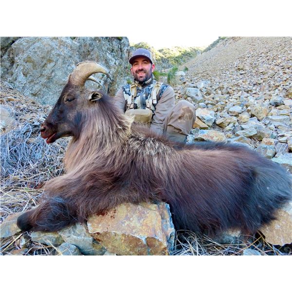 4 Day hunt in New Zealand for Tahr with New Zealand Safaris