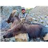 Image 1 : 4 Day hunt in New Zealand for Tahr with New Zealand Safaris