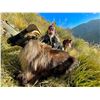Image 2 : 4 Day hunt in New Zealand for Tahr with New Zealand Safaris