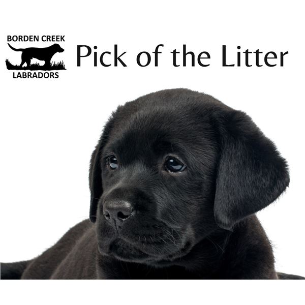 Pick of the Litter Borden Kennels