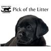 Image 1 : Pick of the Litter Borden Kennels