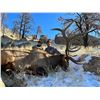 Image 1 : Wyoming Game and Fish Commissioner Tag