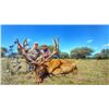Image 2 : RED STAG HUNT IN ARGENTINA WITH ARGENTINE OUTDOORS UNLIMITED