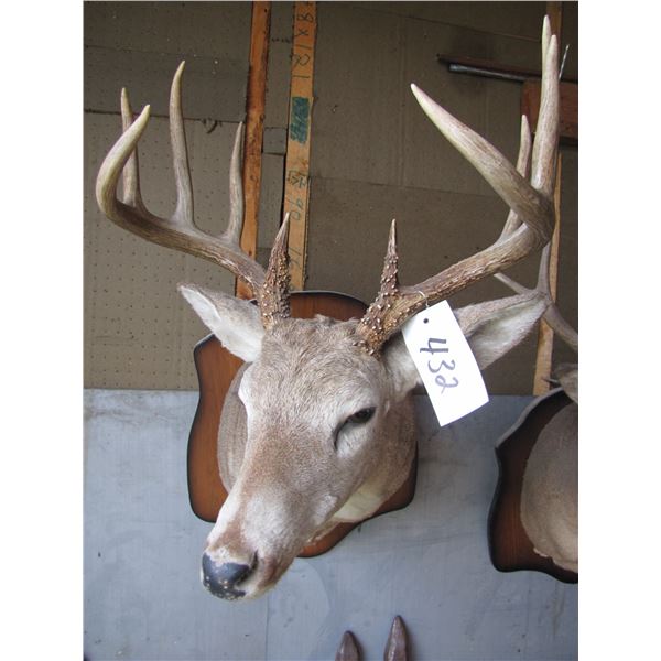 Mounted deer head -- have head tags