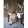 Image 1 : Mounted deer head -- have head tags