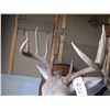 Image 2 : Mounted deer head -- have head tags