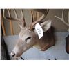 Image 3 : Mounted deer head -- have head tags