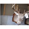 Image 4 : Mounted deer head -- have head tags