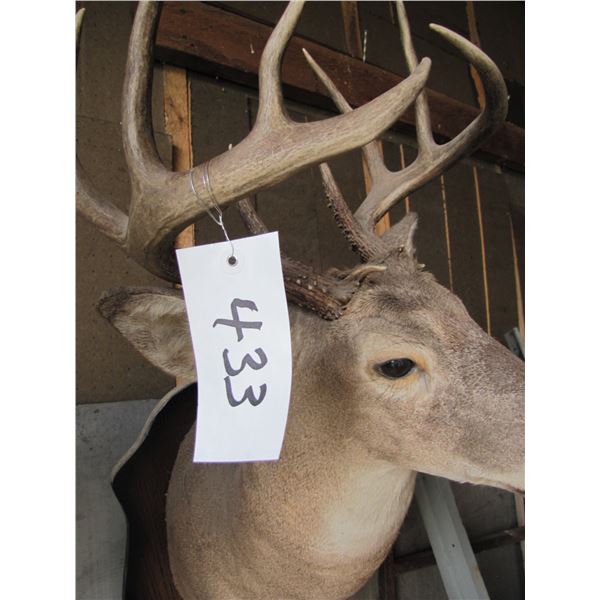 Mounted deer head -- have head tags