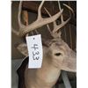 Image 1 : Mounted deer head -- have head tags