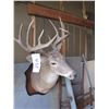 Image 2 : Mounted deer head -- have head tags