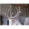 Image 3 : Mounted deer head -- have head tags