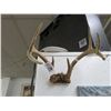 Image 1 : 8 Point Antlers