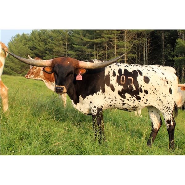 LTL SHARP SCARLETTE 823