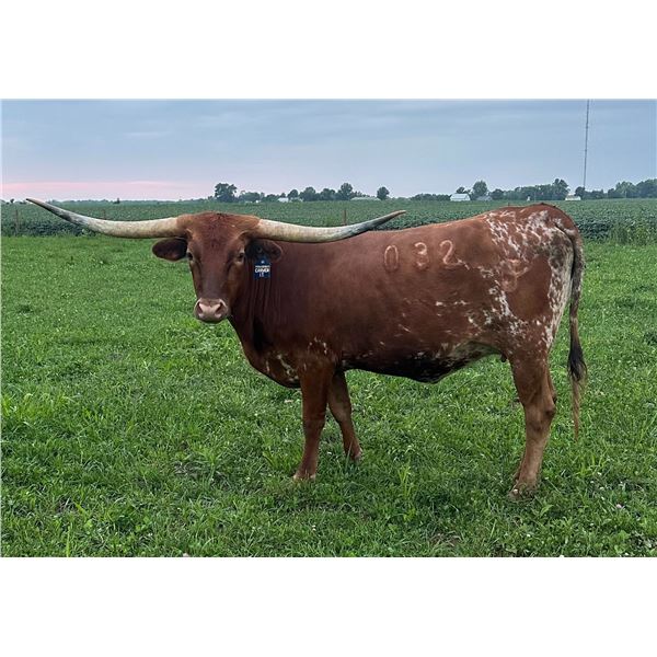 RO Primadona's Carmen I.T.