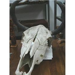 Skull from Cow
