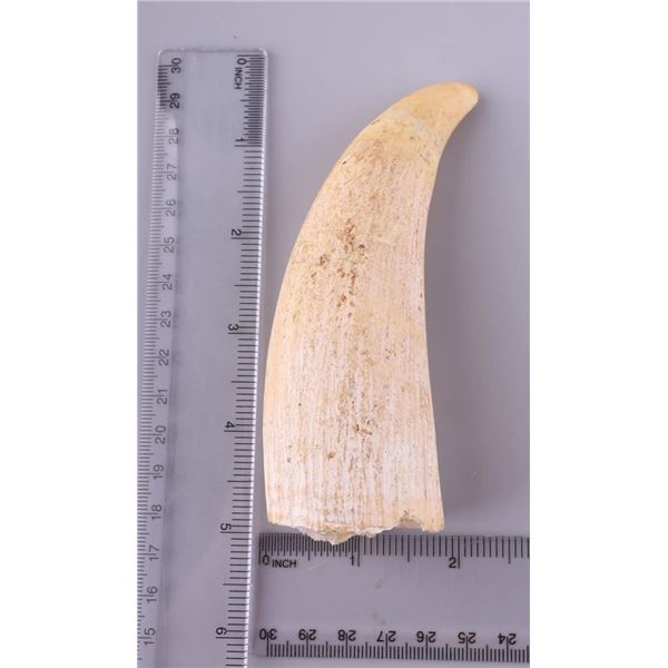 ANTIQUE WHALE TOOTH SCRIMSHAW