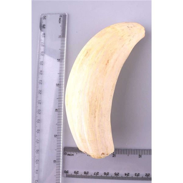 ANTIQUE WHALE TOOTH SCRIMSHAW
