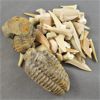 Image 1 : Lot of Trilobite Fossils & Sand Shark Teeth 