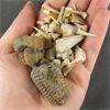 Image 2 : Lot of Trilobite Fossils & Sand Shark Teeth 