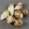 Image 1 : Lot of Polished Cheetah Jasper & Raw Citrine Points