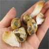 Image 2 : Lot of Polished Cheetah Jasper & Raw Citrine Points