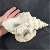 Image 1 : Decorative Shell Statue 