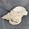 Image 2 : Decorative Shell Statue 