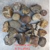 Image 2 : 7KG Lapidary Stone - Agate 
