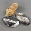 Image 1 : Lot of Trilobite & Orthoceras Fossils