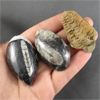 Image 2 : Lot of Trilobite & Orthoceras Fossils