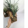 Image 2 : Set of 3 NEW Ashland Spring Hanging Staghorn Wall Décor