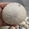 Image 2 : Fossil Sand Dollar and Selection of Shells