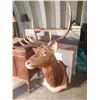 Image 1 : Beautiful, 6 point, shoulder mounted Elk - with tags