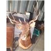 Image 3 : Beautiful, 6 point, shoulder mounted Elk - with tags