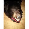 Image 2 : Exquisite full body, black bear rug - in excellent condition