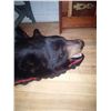 Image 3 : Exquisite full body, black bear rug - in excellent condition